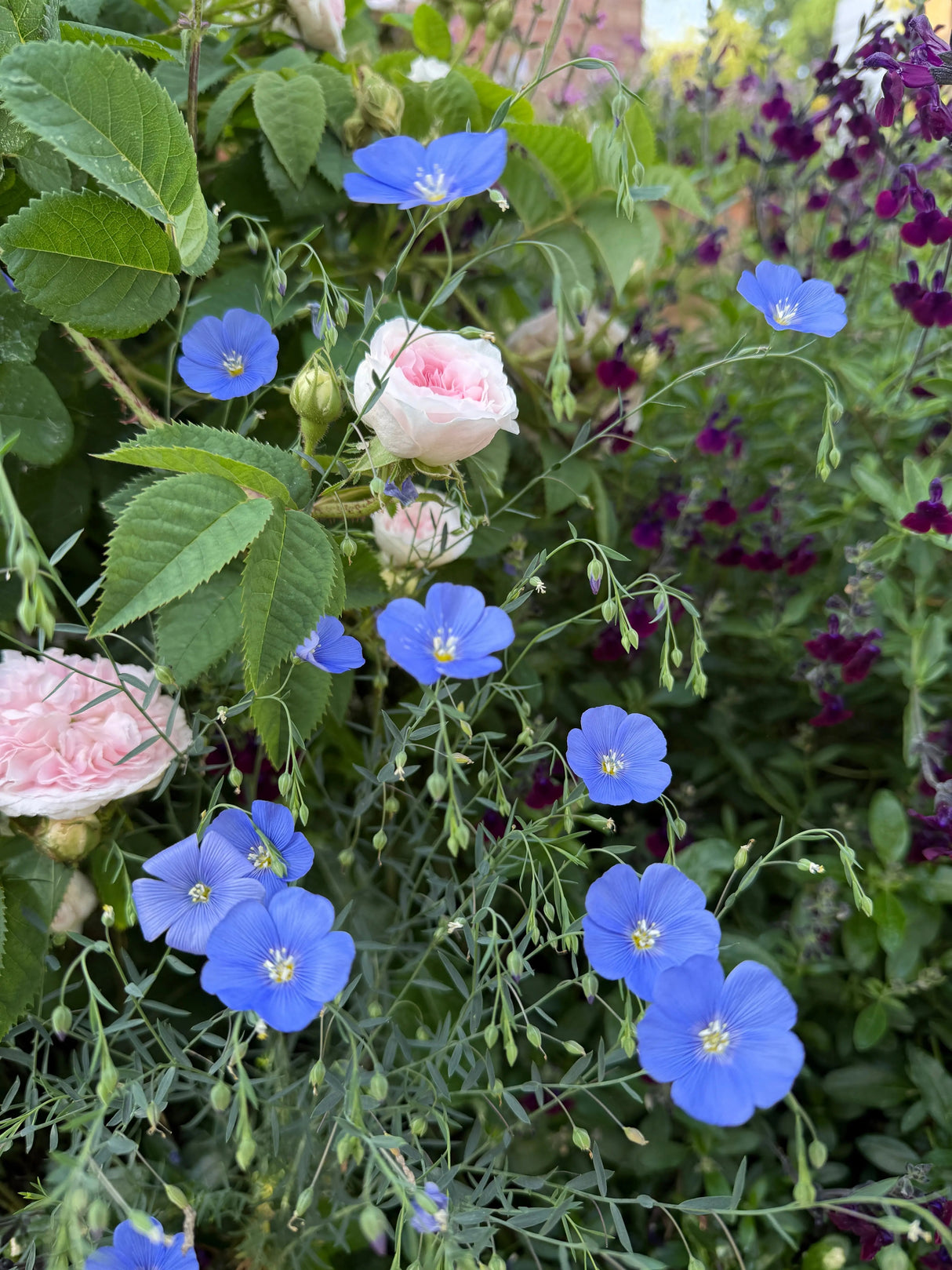 Linum Blue Flax