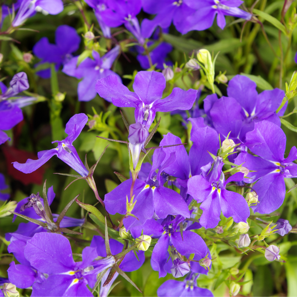 Lobelia Crystal palace Flower Seeds - Dandys Landscape Supplies