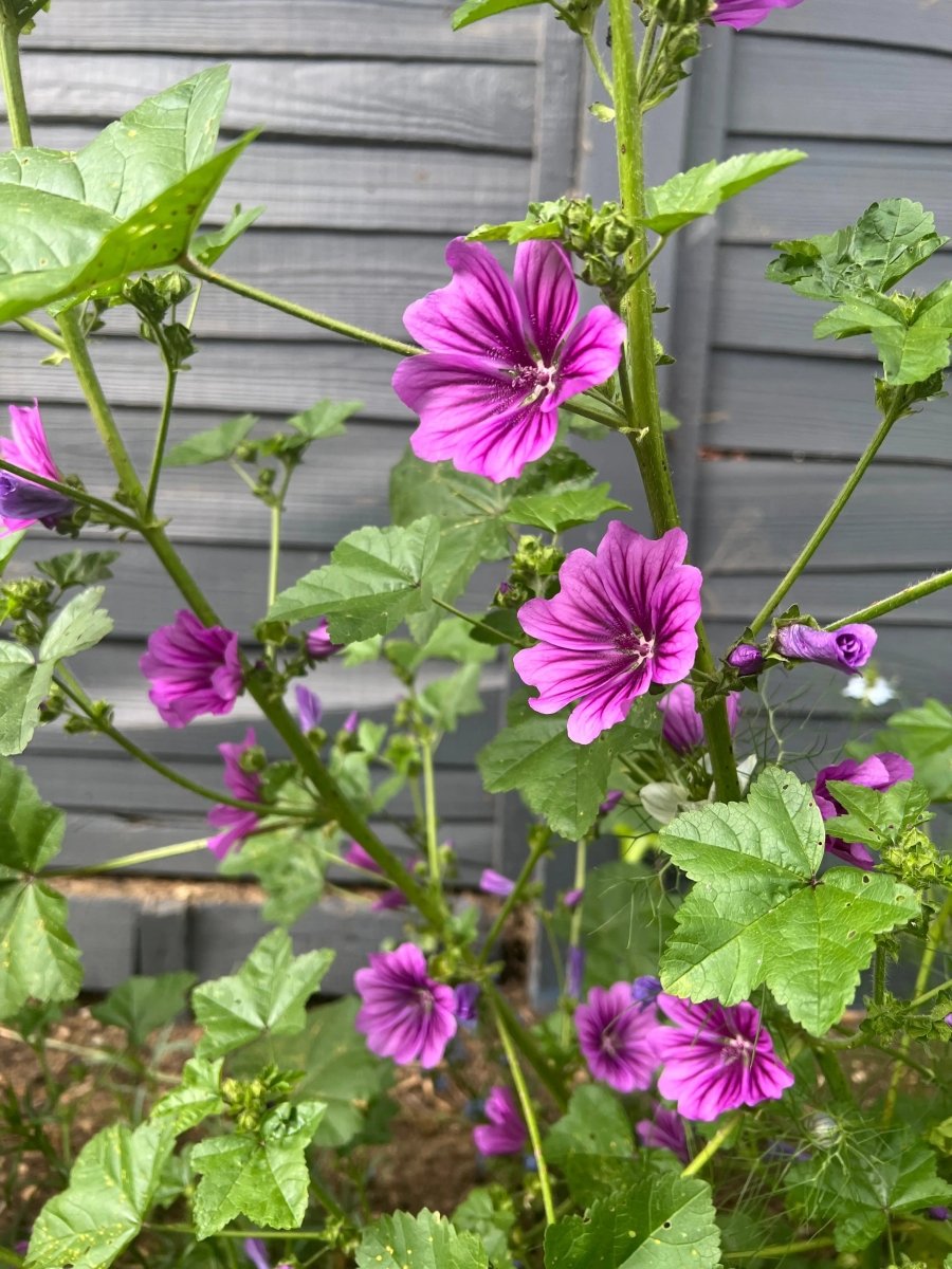 Malva Mystic Merlin Seeds - Dandys Landscape Supplies
