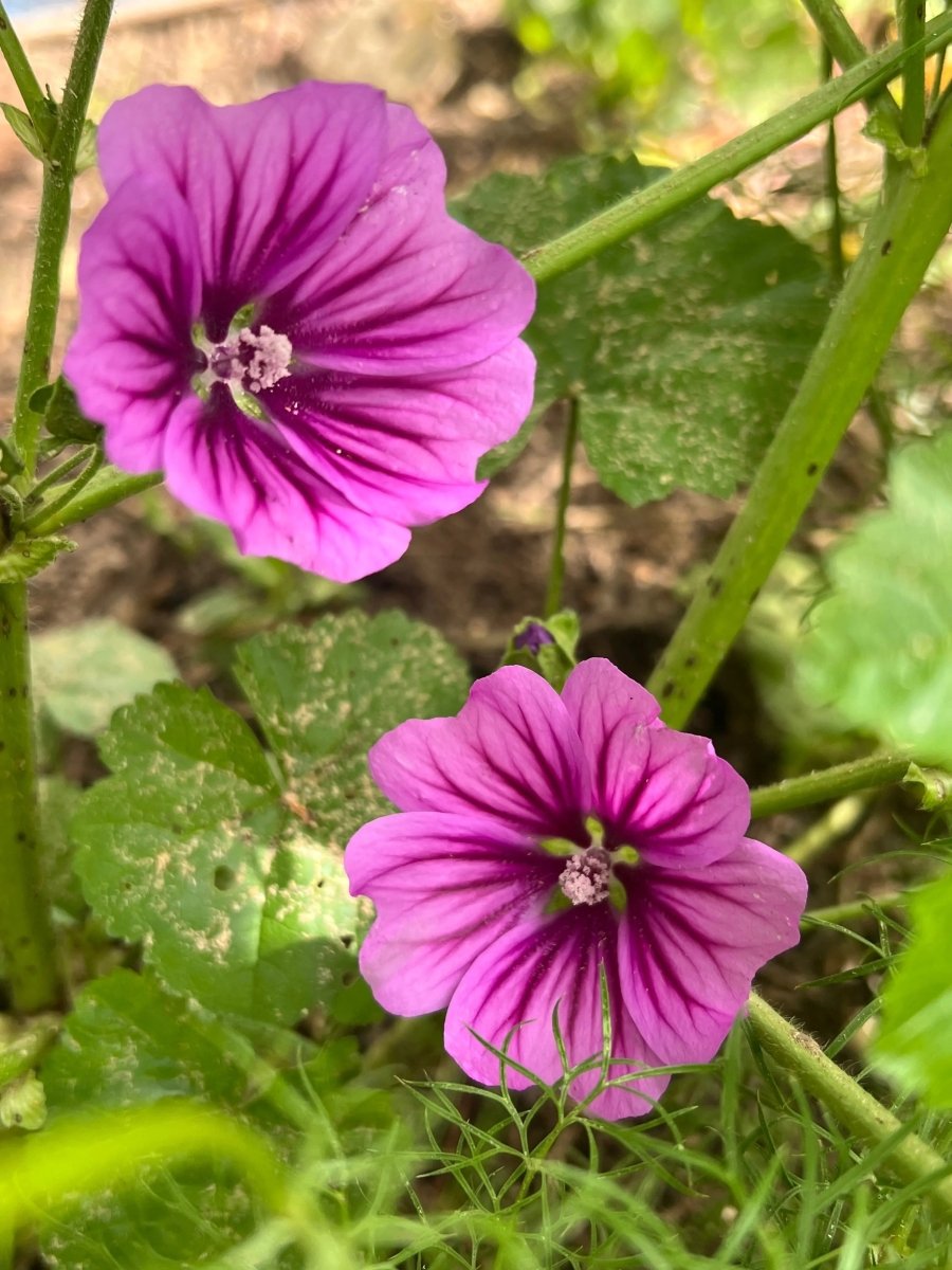 Malva Mystic Merlin Seeds - Dandys Landscape Supplies