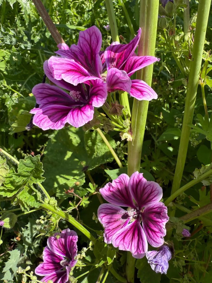 Malva Zebrina Seeds - Dandys Landscape Supplies