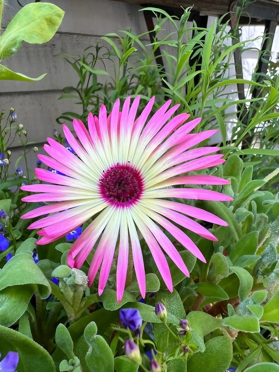 Mesembryanthemum Harlequin Seeds - Dandys Landscape Supplies