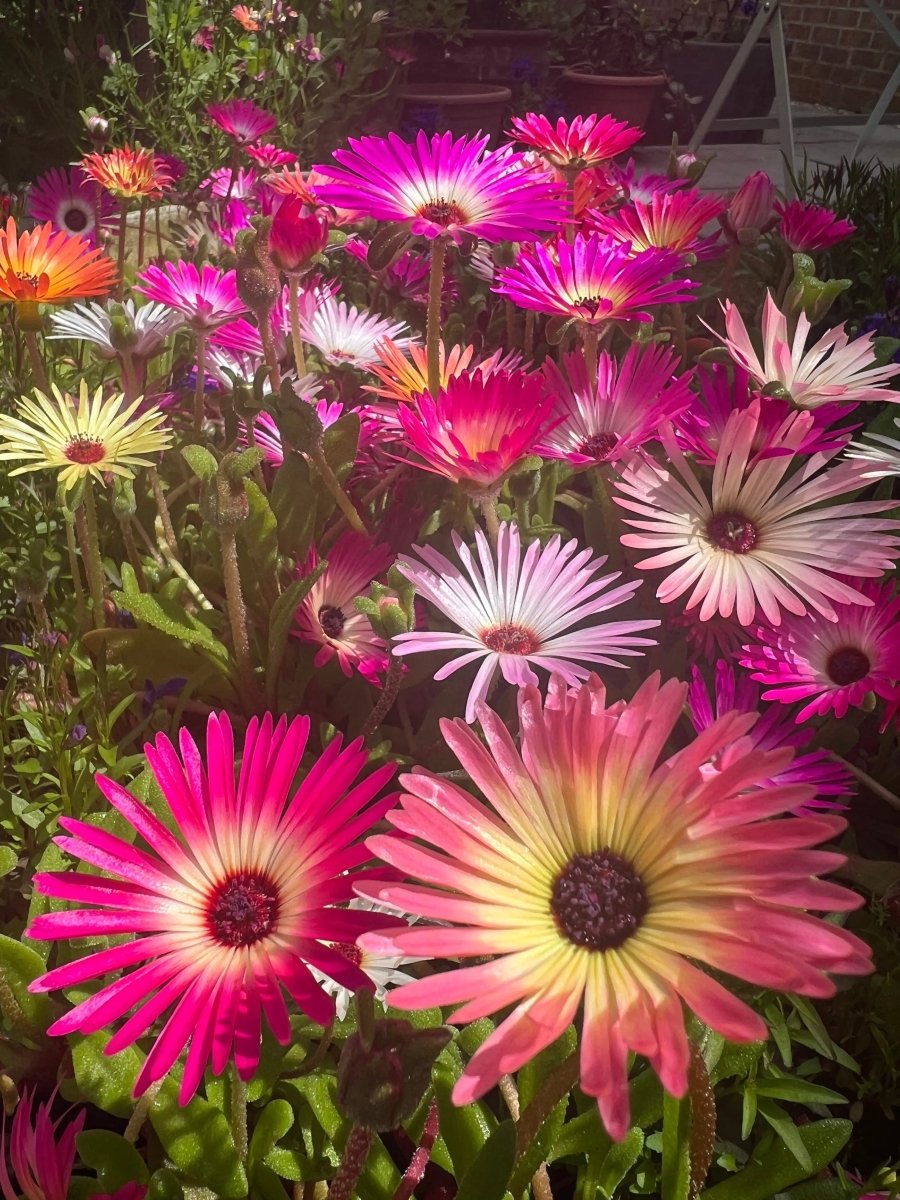 Mesembryanthemum Harlequin Seeds - Dandys Landscape Supplies