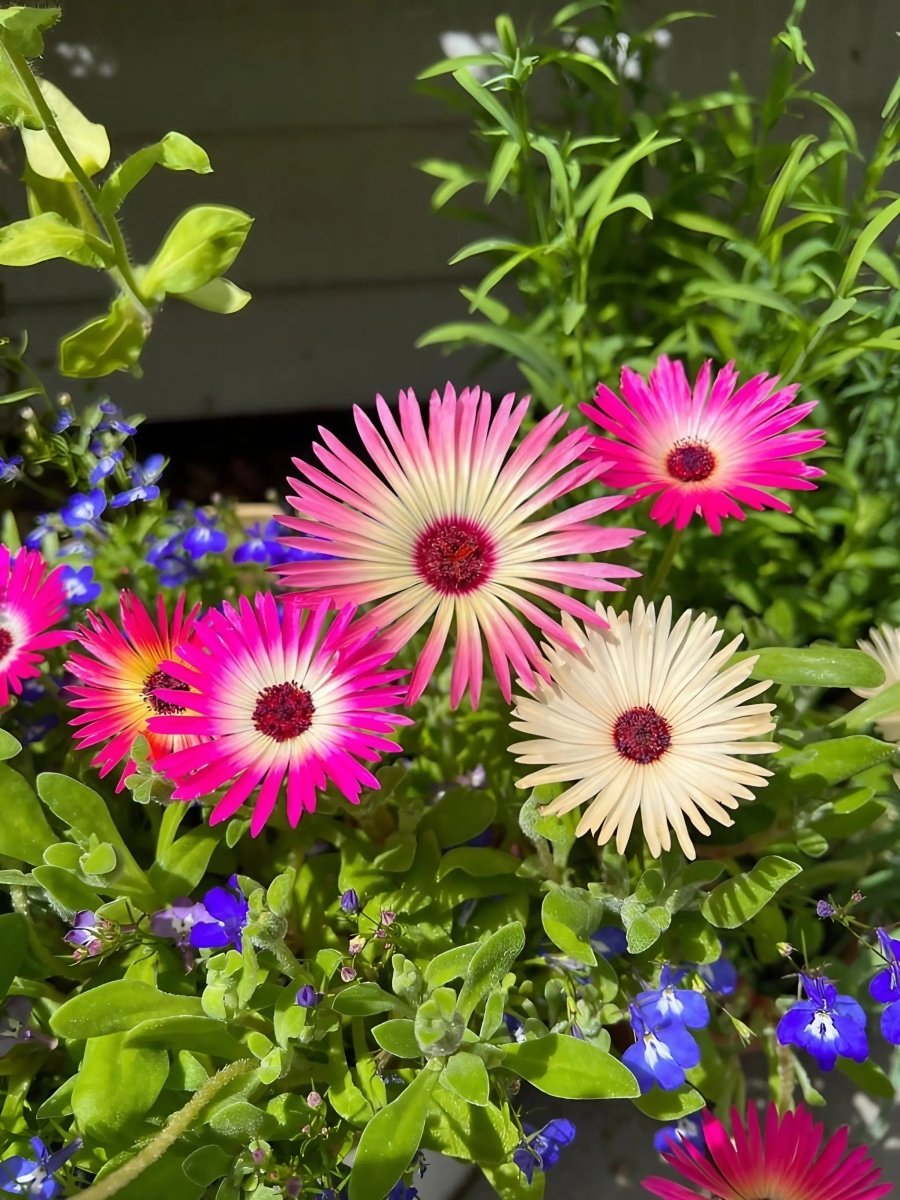 Mesembryanthemum Harlequin Seeds - Dandys Landscape Supplies