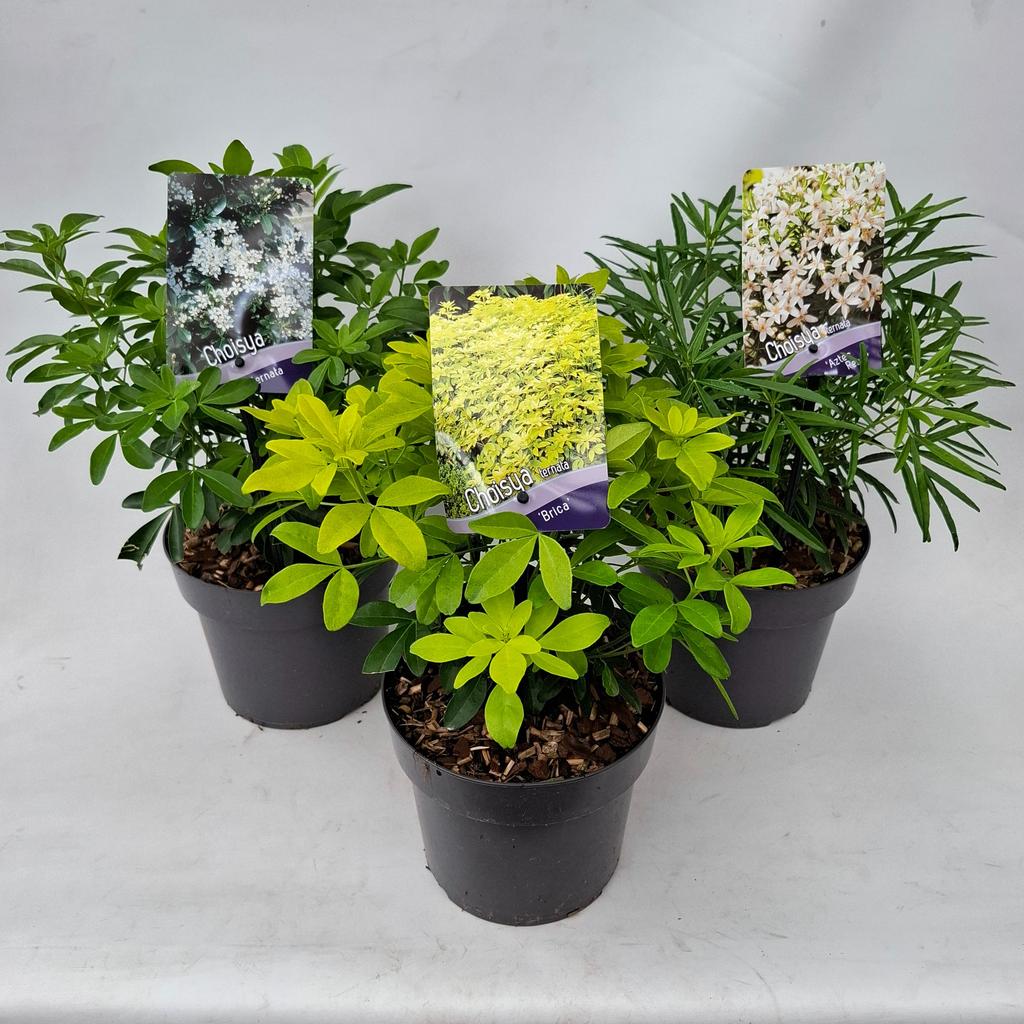 Mexican Orange Blossom - Dandys Landscape Supplies