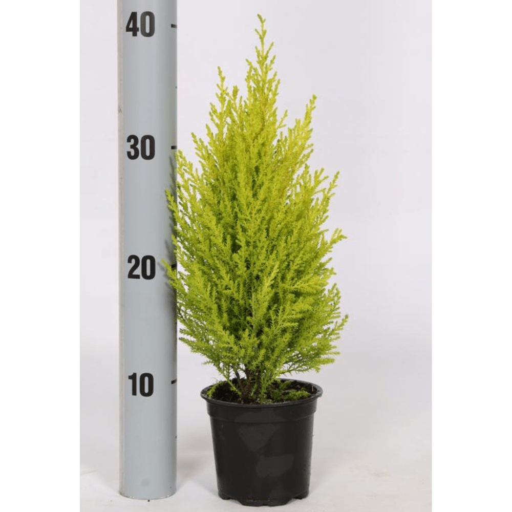 Monterey Cypress 'Wilma' - Dandys Landscape Supplies