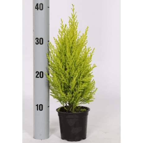 Monterey Cypress 'Wilma' - Dandys Landscape Supplies