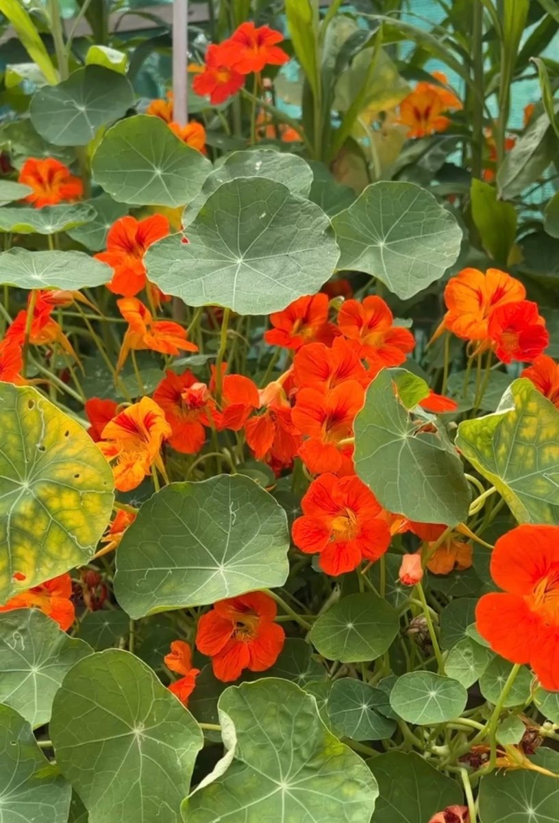 Nasturtium Tom Thumb - Dandys Landscape Supplies