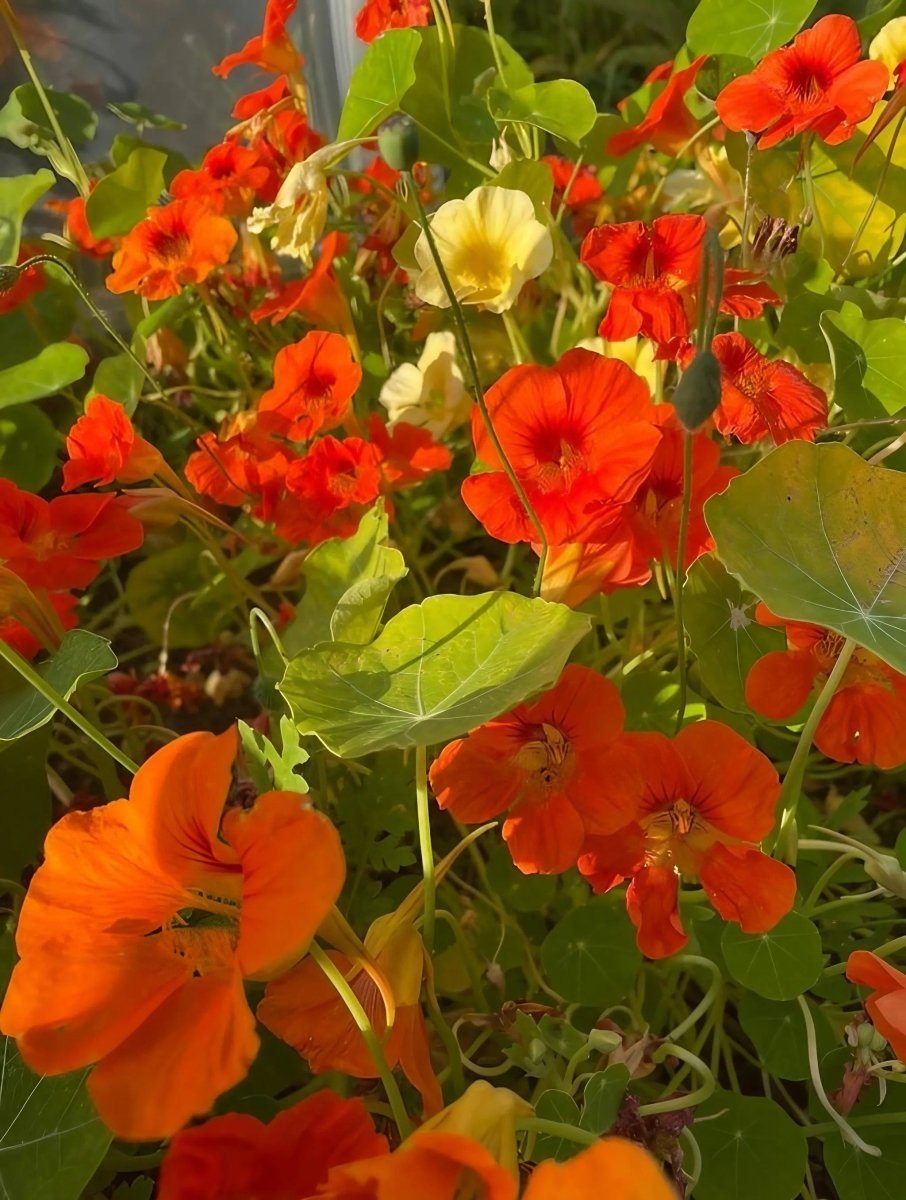 Nasturtium Tom Thumb - Dandys Landscape Supplies