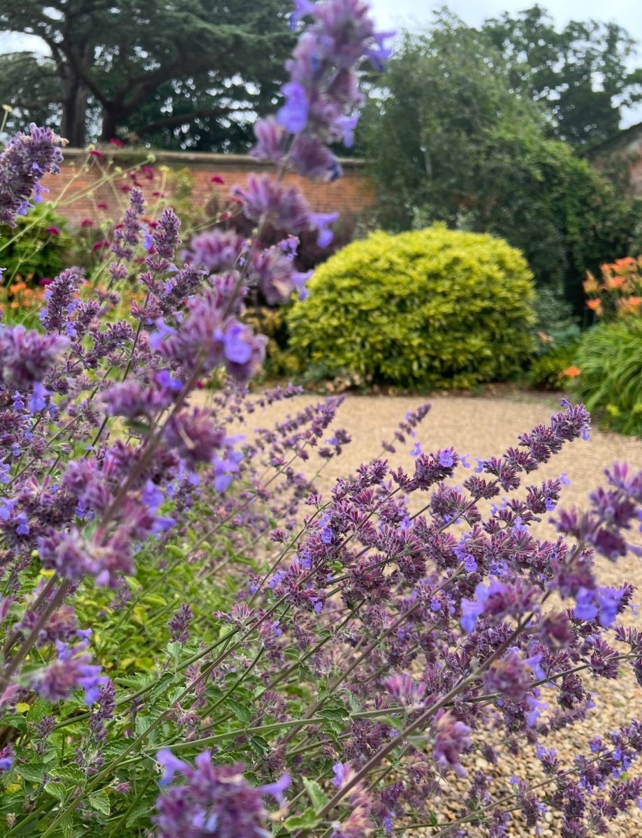 Nepeta Mussinii - Catmint - Dandys Landscape Supplies