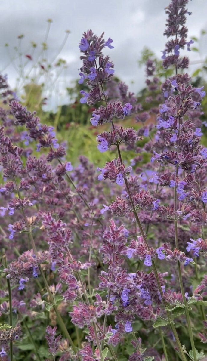 Nepeta Mussinii - Catmint - Dandys Landscape Supplies