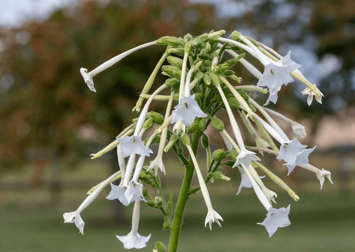 Nicotiana White Trumpets Seeds - Dandys Landscape Supplies