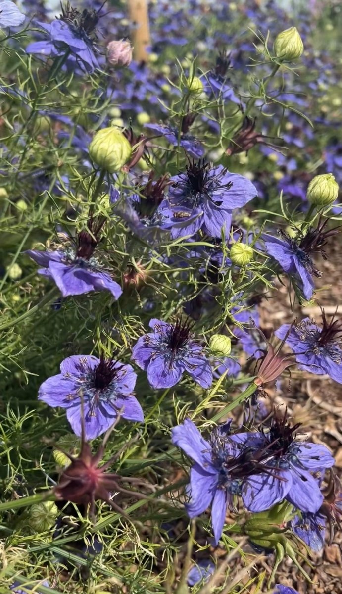 Nigella hispanica - Dandys Landscape Supplies