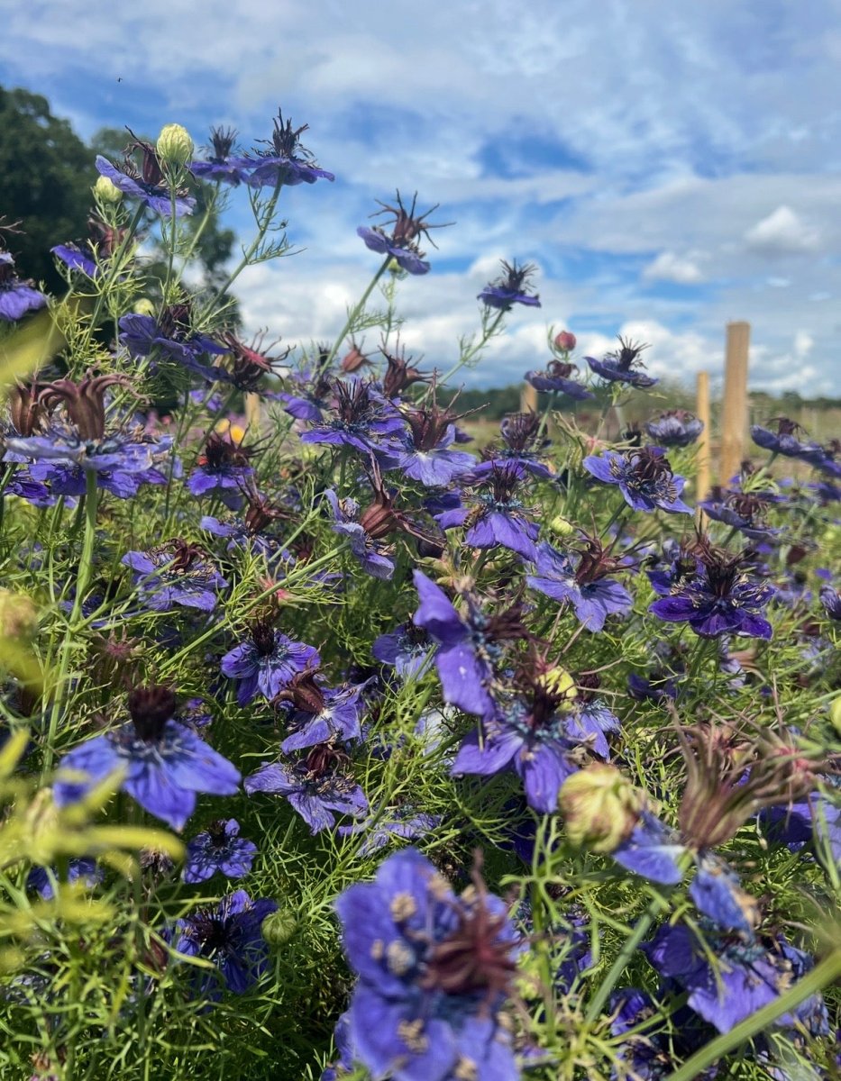 Nigella hispanica - Dandys Landscape Supplies
