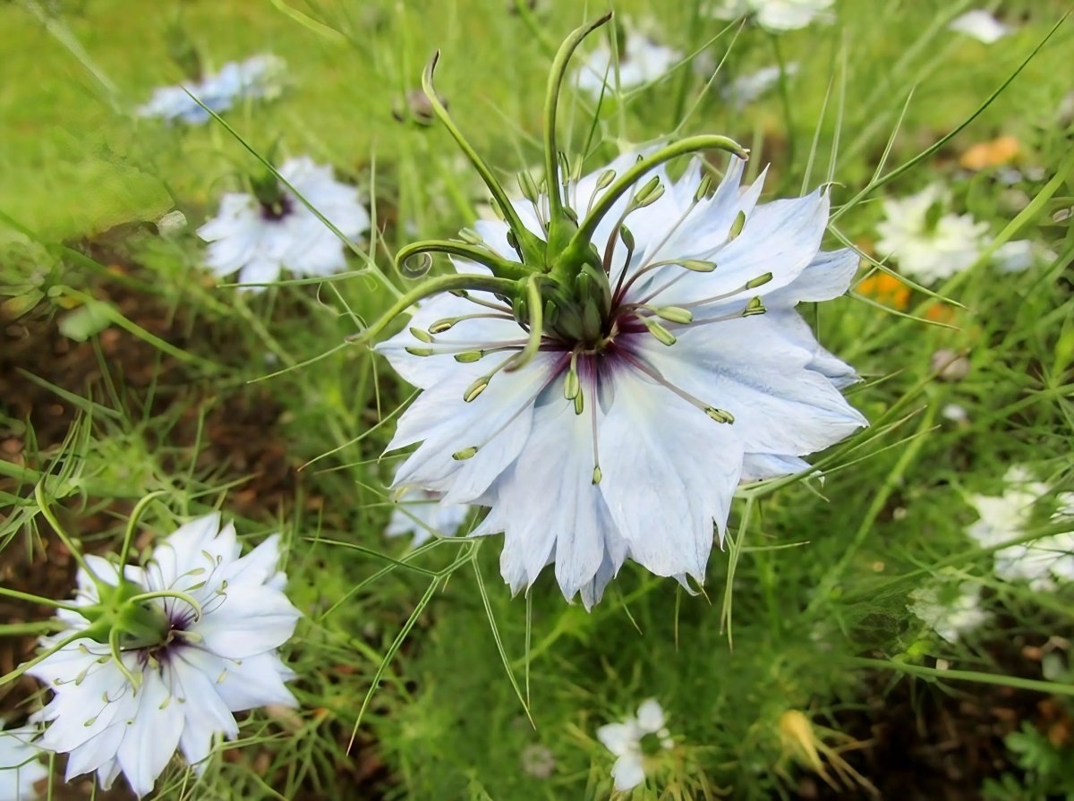 Nigella 'Miss Jekyll Mixed' (Love - in - a - mist) Seeds - Dandys Landscape Supplies