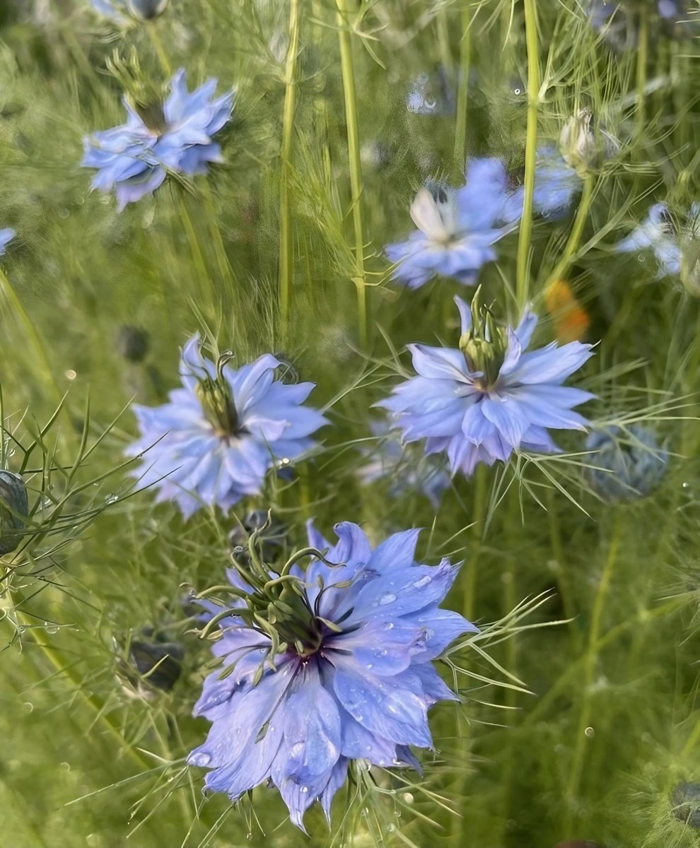 Nigella 'Miss Jekyll Mixed' (Love - in - a - mist) Seeds - Dandys Landscape Supplies