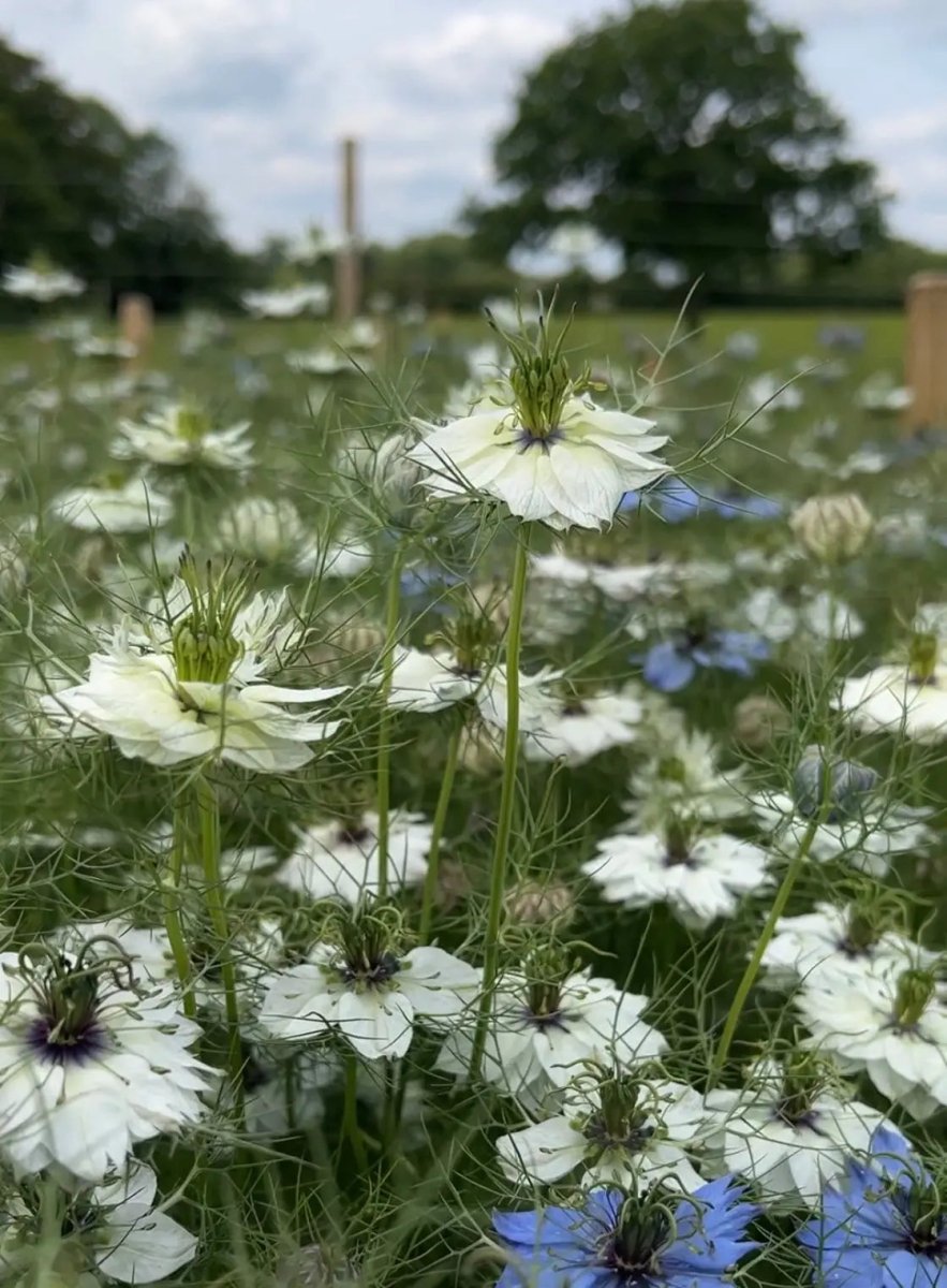 Nigella 'Miss Jekyll' White (Love - in - a - mist) Seeds - Dandys Landscape Supplies