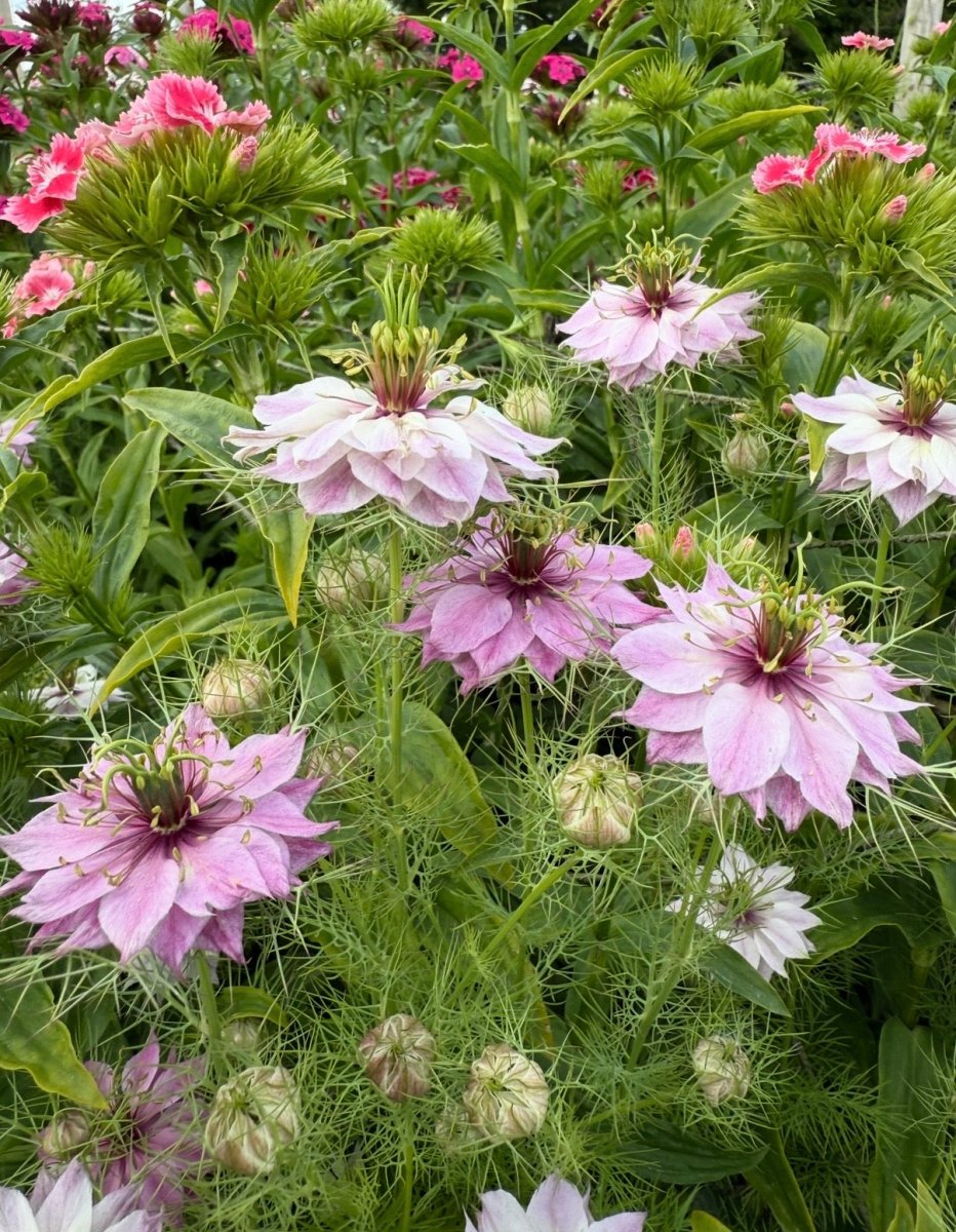 Nigella Mulberry Rose (Love - in - a - mist) - Dandys Landscape Supplies
