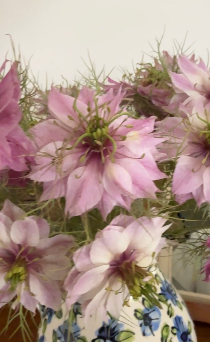 Nigella Mulberry Rose (Love - in - a - mist) - Dandys Landscape Supplies