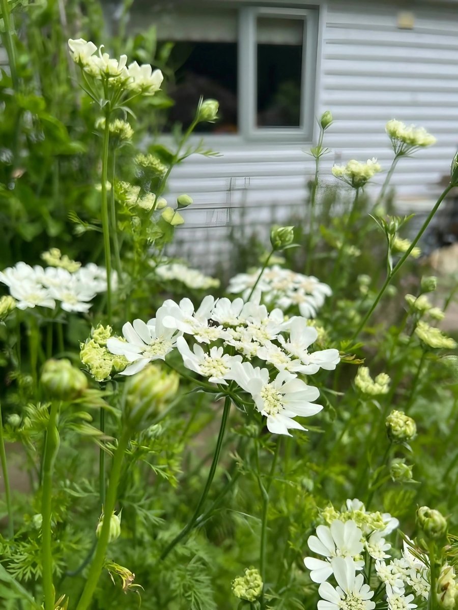 Orlaya Grandiflora - Dandys Landscape Supplies