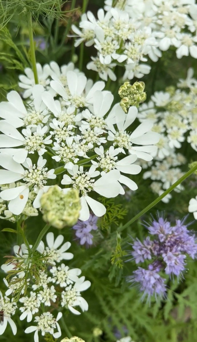 Orlaya Grandiflora - Dandys Landscape Supplies