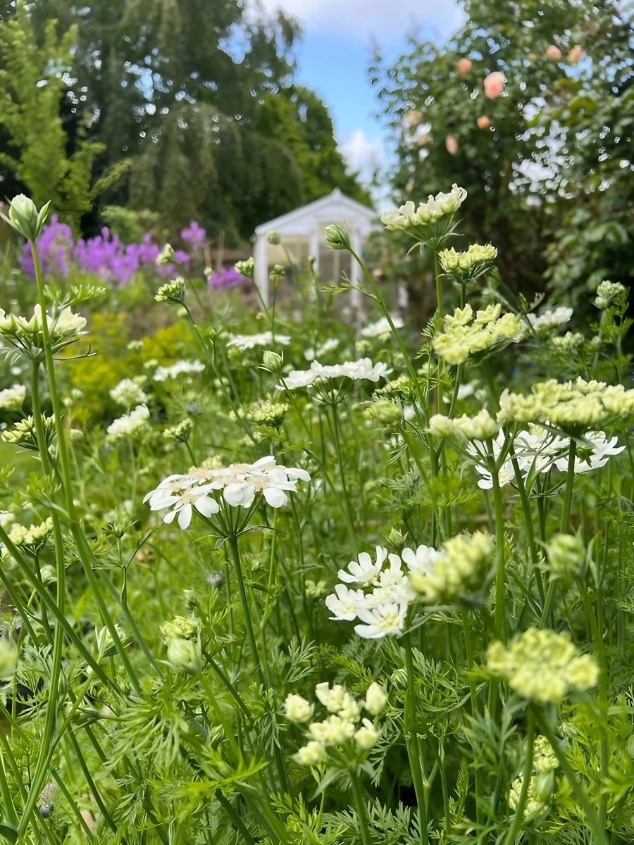 Orlaya Grandiflora - Dandys Landscape Supplies