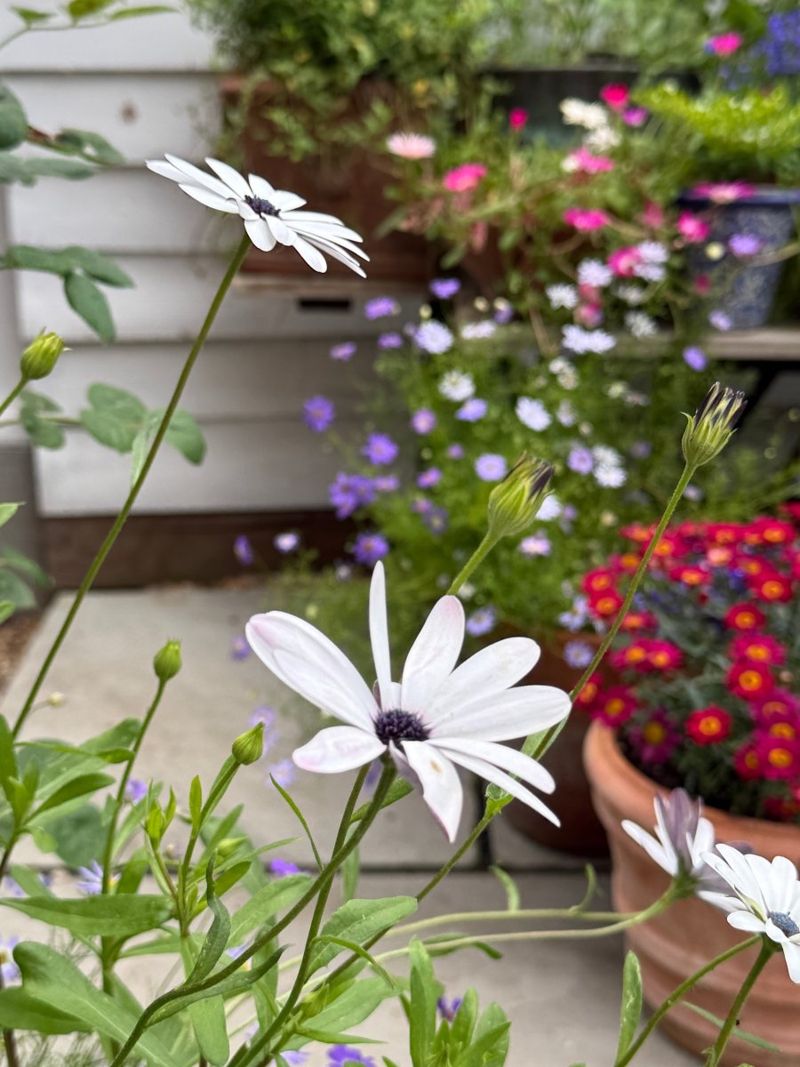 Osteospermum Sky and Ice - African Daisy - Dandys Landscape Supplies