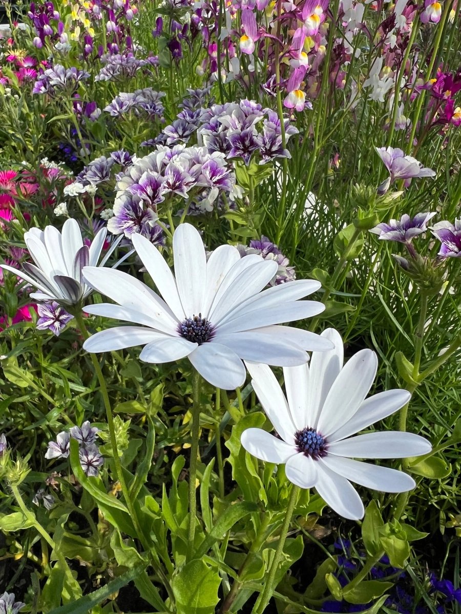 Osteospermum Sky and Ice - African Daisy Seeds - Dandys Landscape Supplies