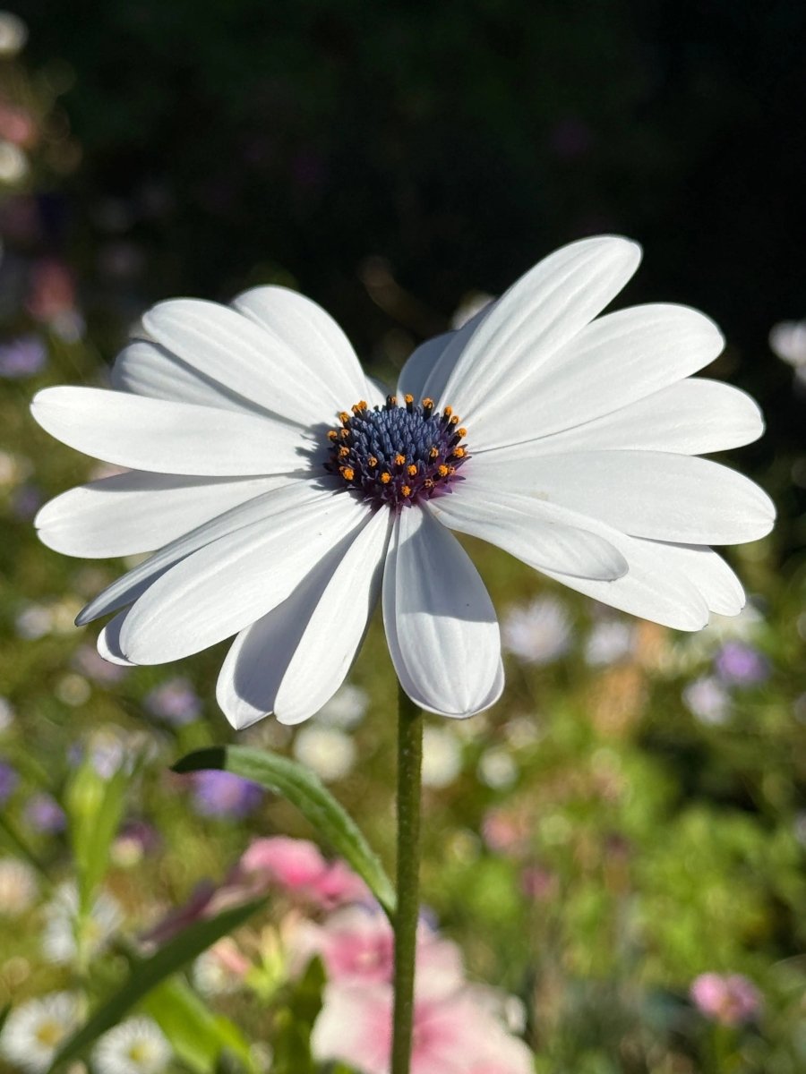 Osteospermum Sky and Ice - African Daisy Seeds - Dandys Landscape Supplies