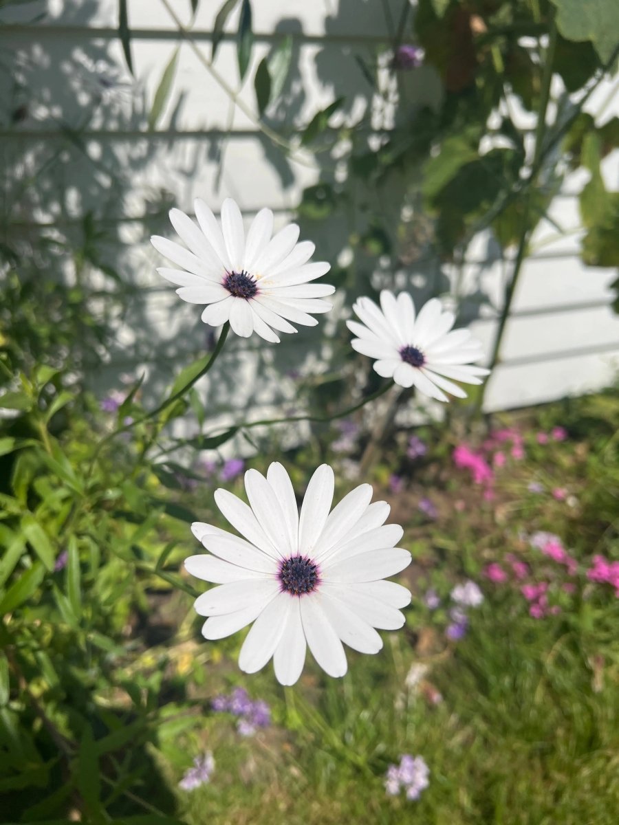 Osteospermum Sky and Ice - African Daisy Seeds - Dandys Landscape Supplies