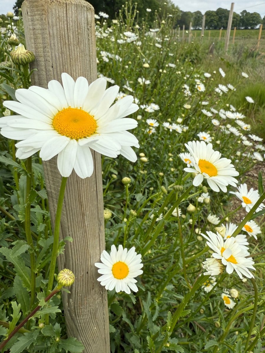 Oxeye Daisy - Dandys Landscape Supplies