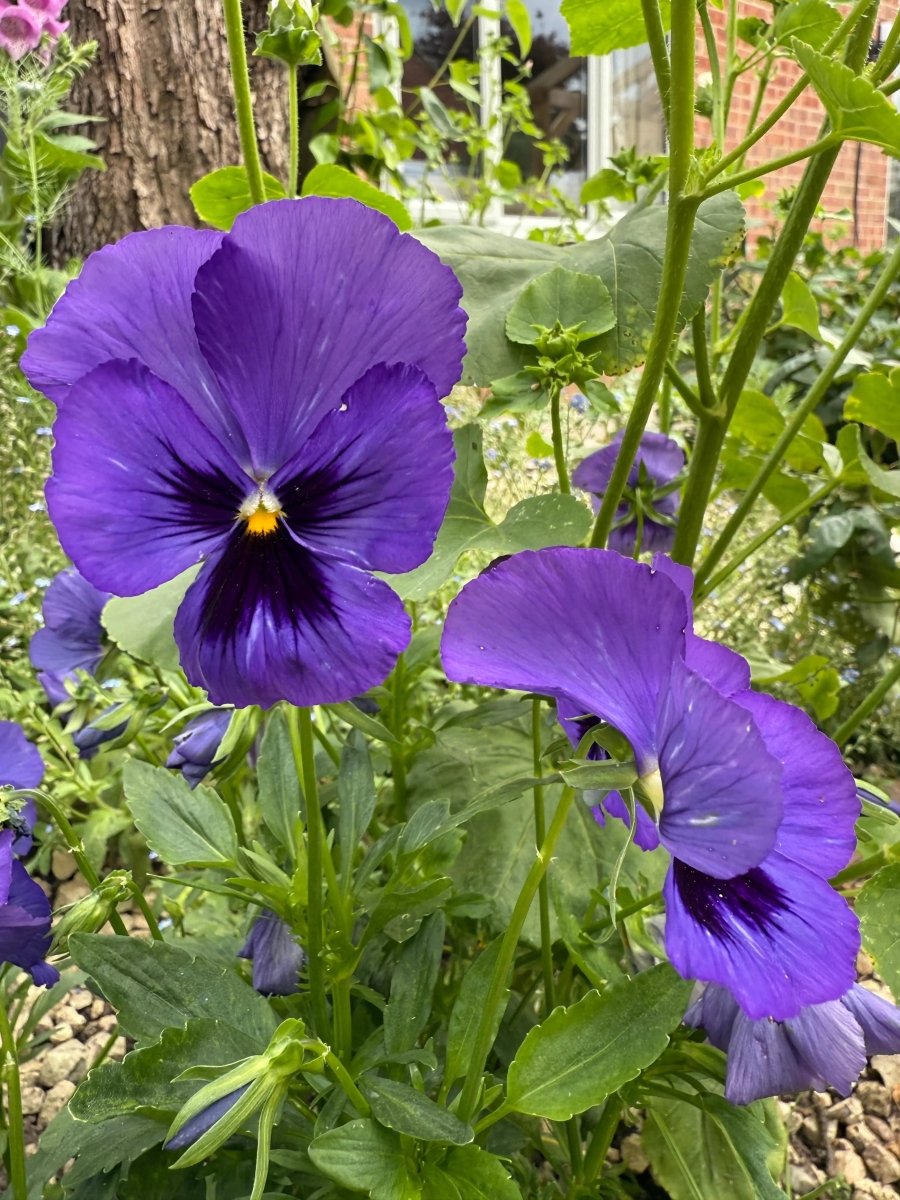 Pansy Swiss Giant Ullswater Deep Blue Seeds - Dandys Landscape Supplies
