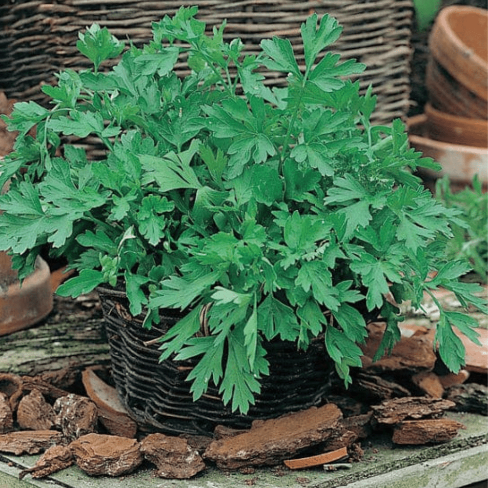 Parsley Herb Seeds - Plain leaved 2 - Dandys Landscape Supplies