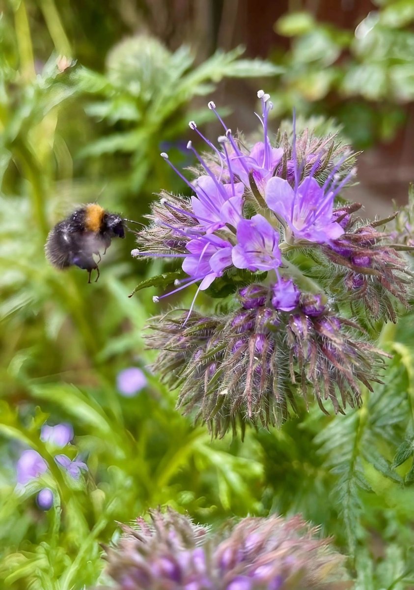 Phacelia tanacetifolia Seeds - Dandys Landscape Supplies