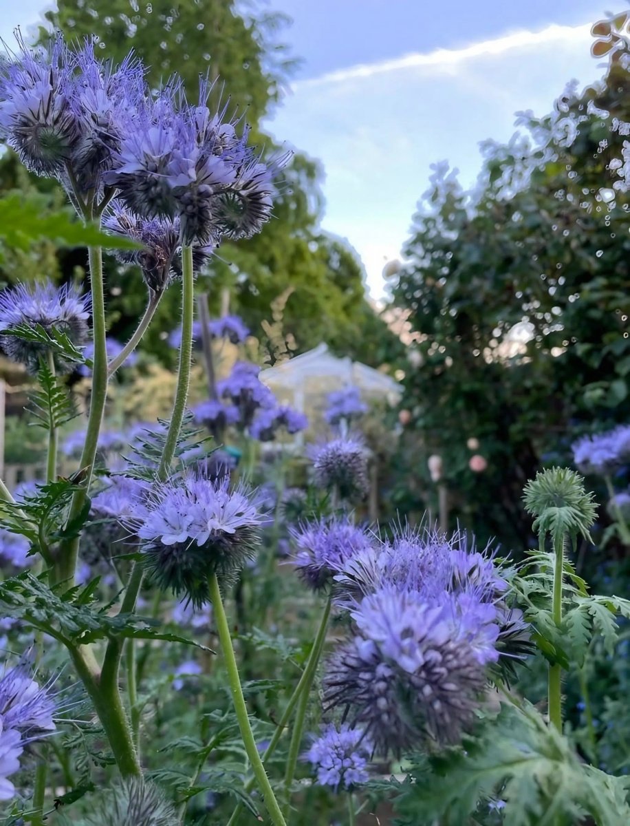 Phacelia tanacetifolia Seeds - Dandys Landscape Supplies