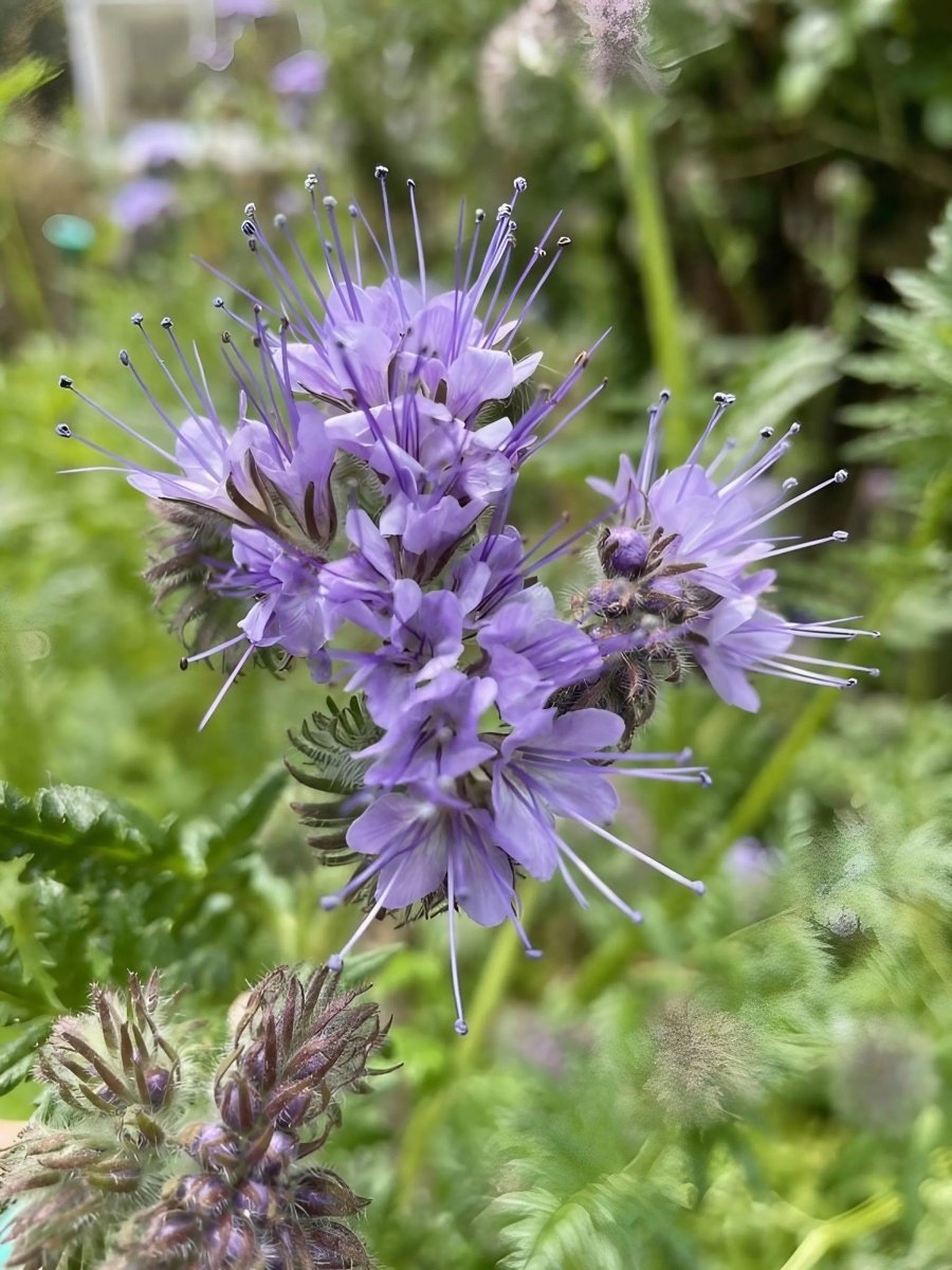 Phacelia tanacetifolia Seeds - Dandys Landscape Supplies