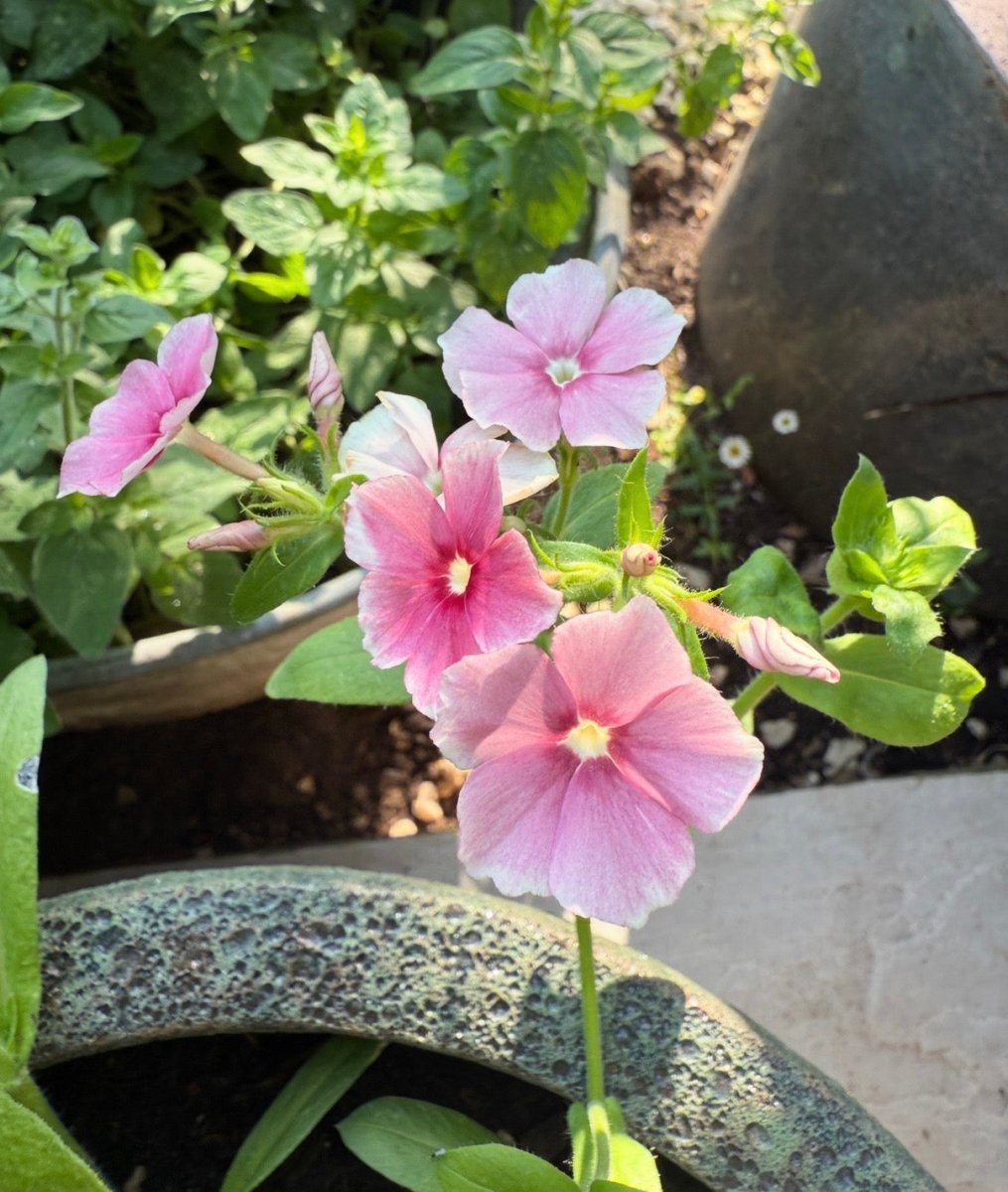 Phlox Blushing Bride - Dandys Landscape Supplies