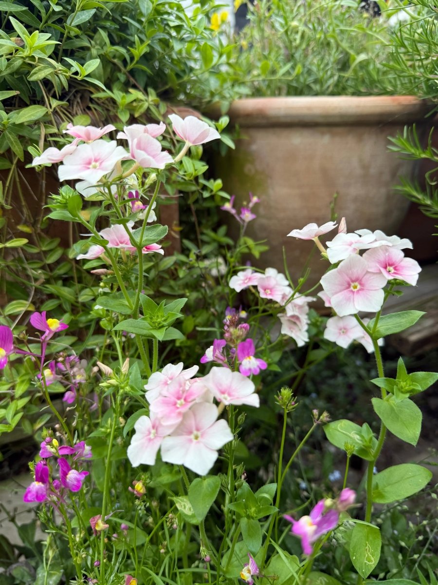 Phlox Blushing Bride - Dandys Landscape Supplies