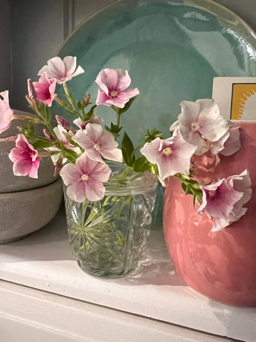 Phlox Blushing Bride Seeds - Dandys Landscape Supplies