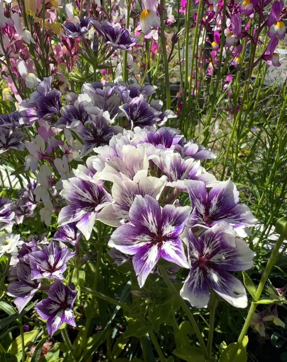 Phlox Sugar Stars - Dandys Landscape Supplies