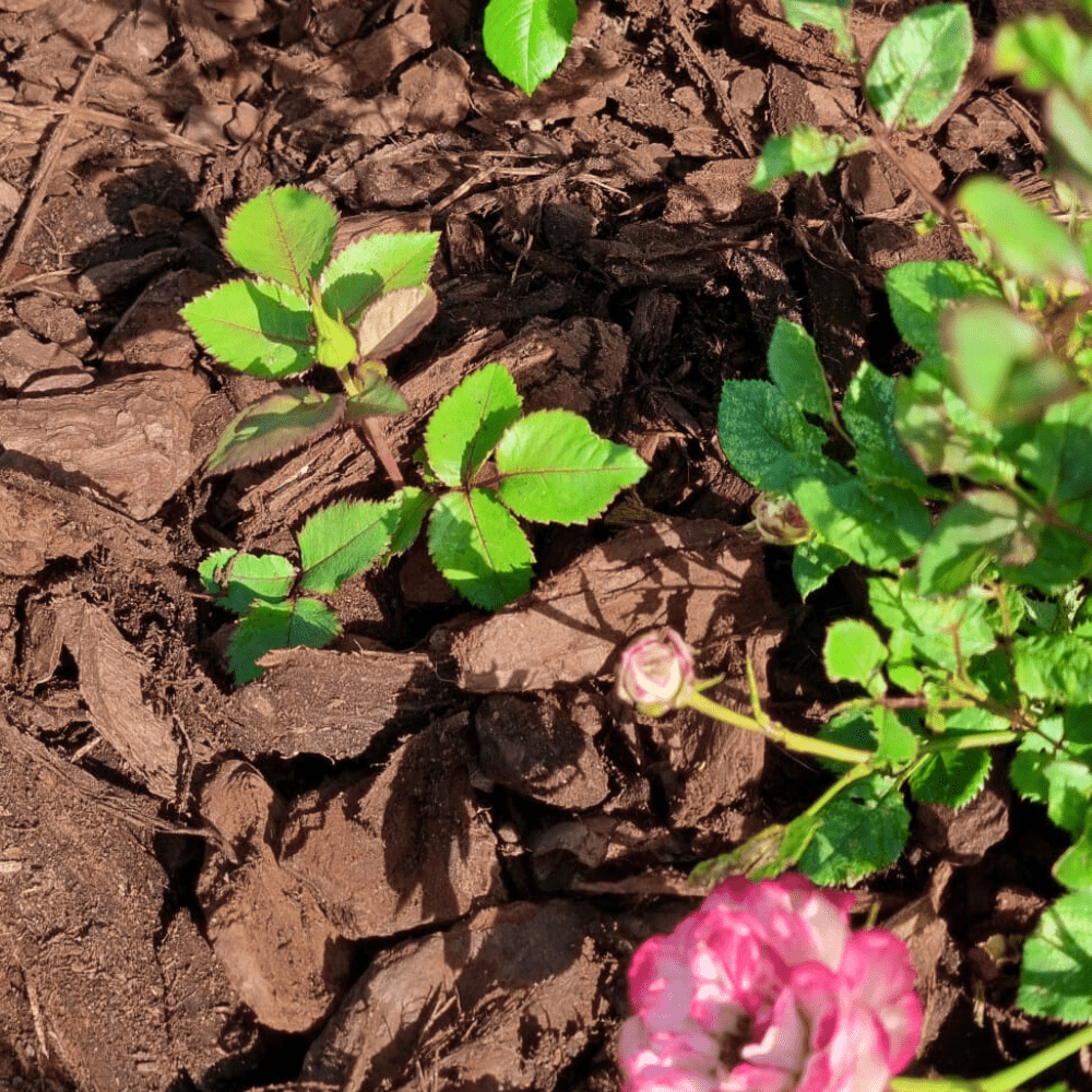 Dandy's Premium Pine Bark 50ltr