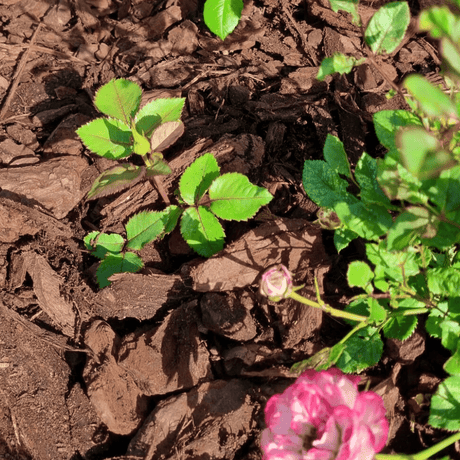 Dandy's Premium Pine Bark 50ltr