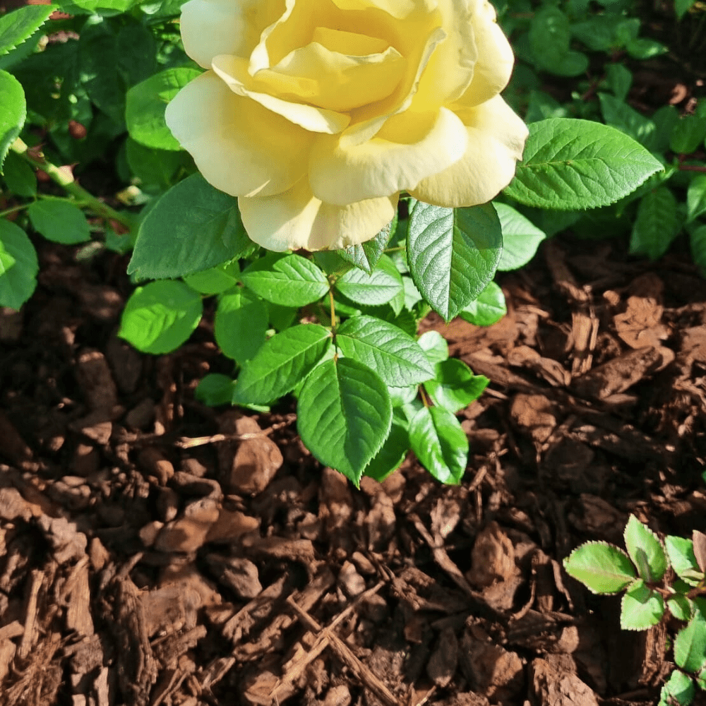 Dandy's Premium Pine Bark 50ltr