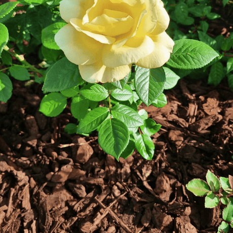 Dandy's Premium Pine Bark 50ltr