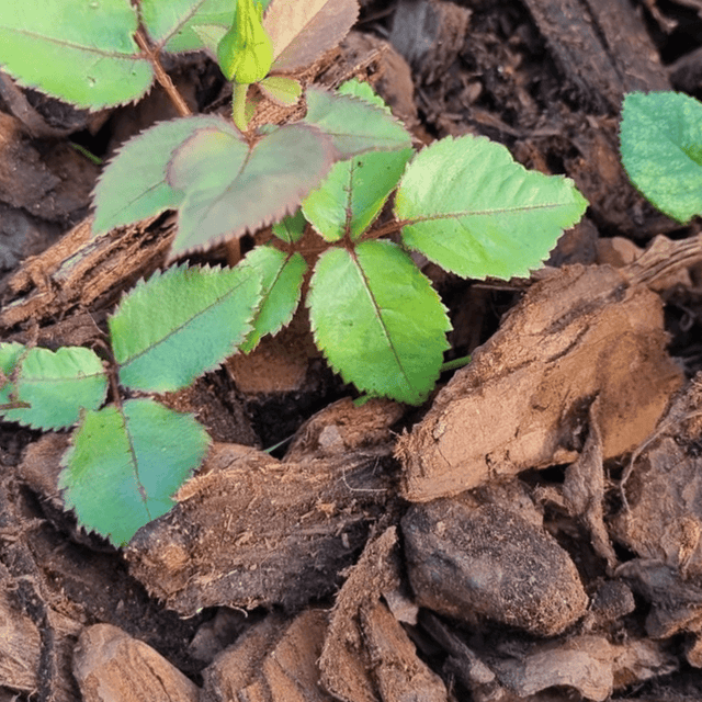 Dandy's Premium Pine Bark 50ltr