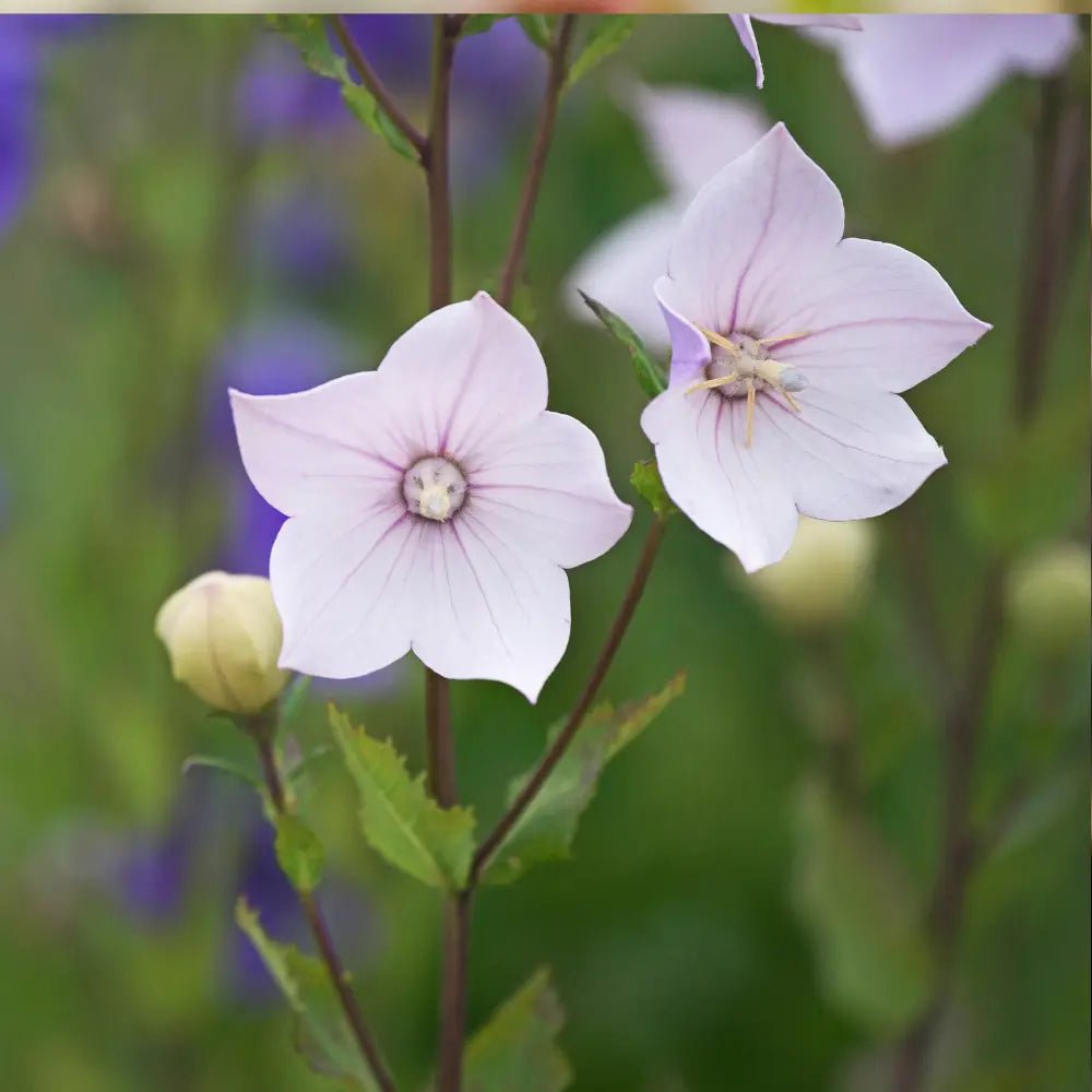 Platycodon Balloon Flower Mixed Seeds - Dandys Landscape Supplies