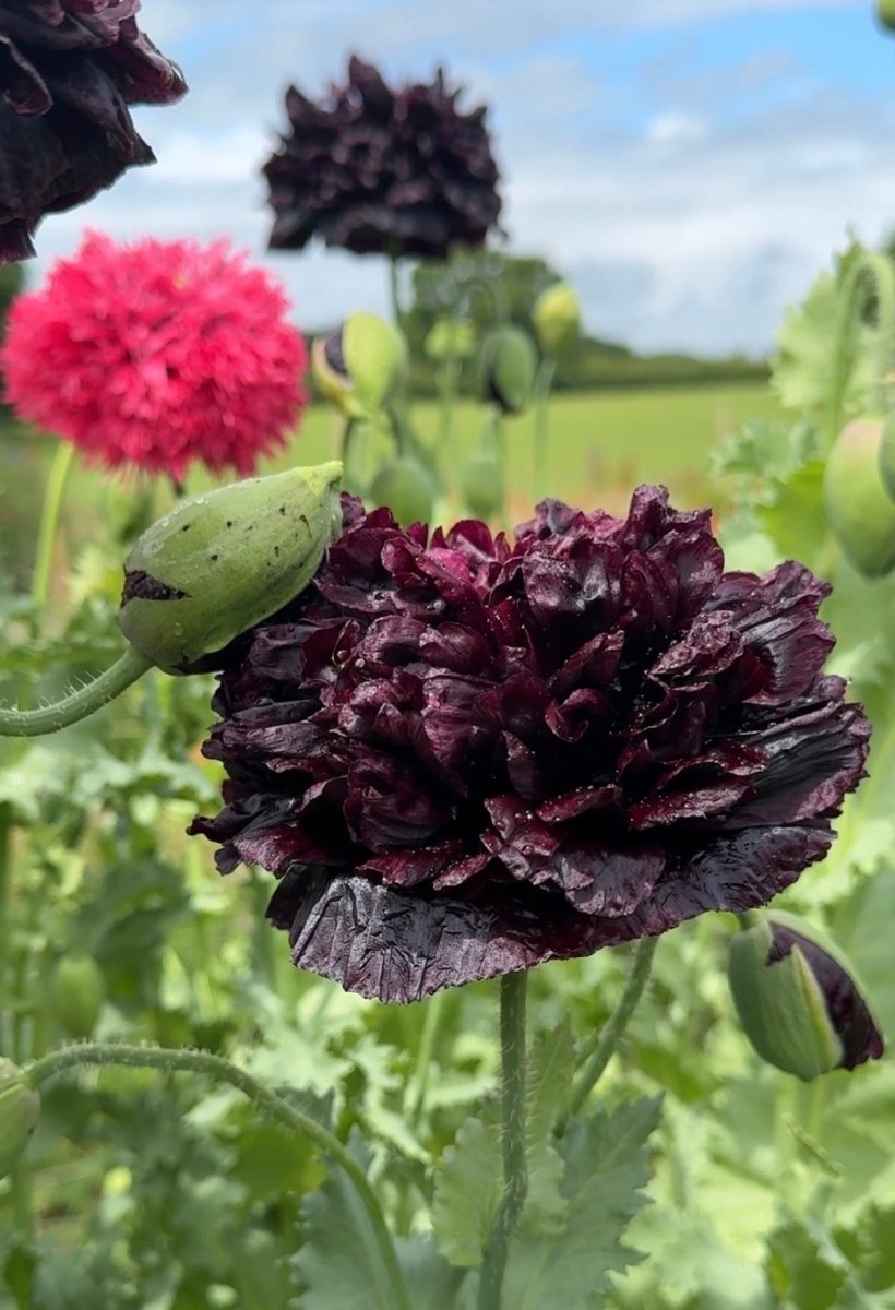Poppy Black Peony - Dandys Landscape Supplies