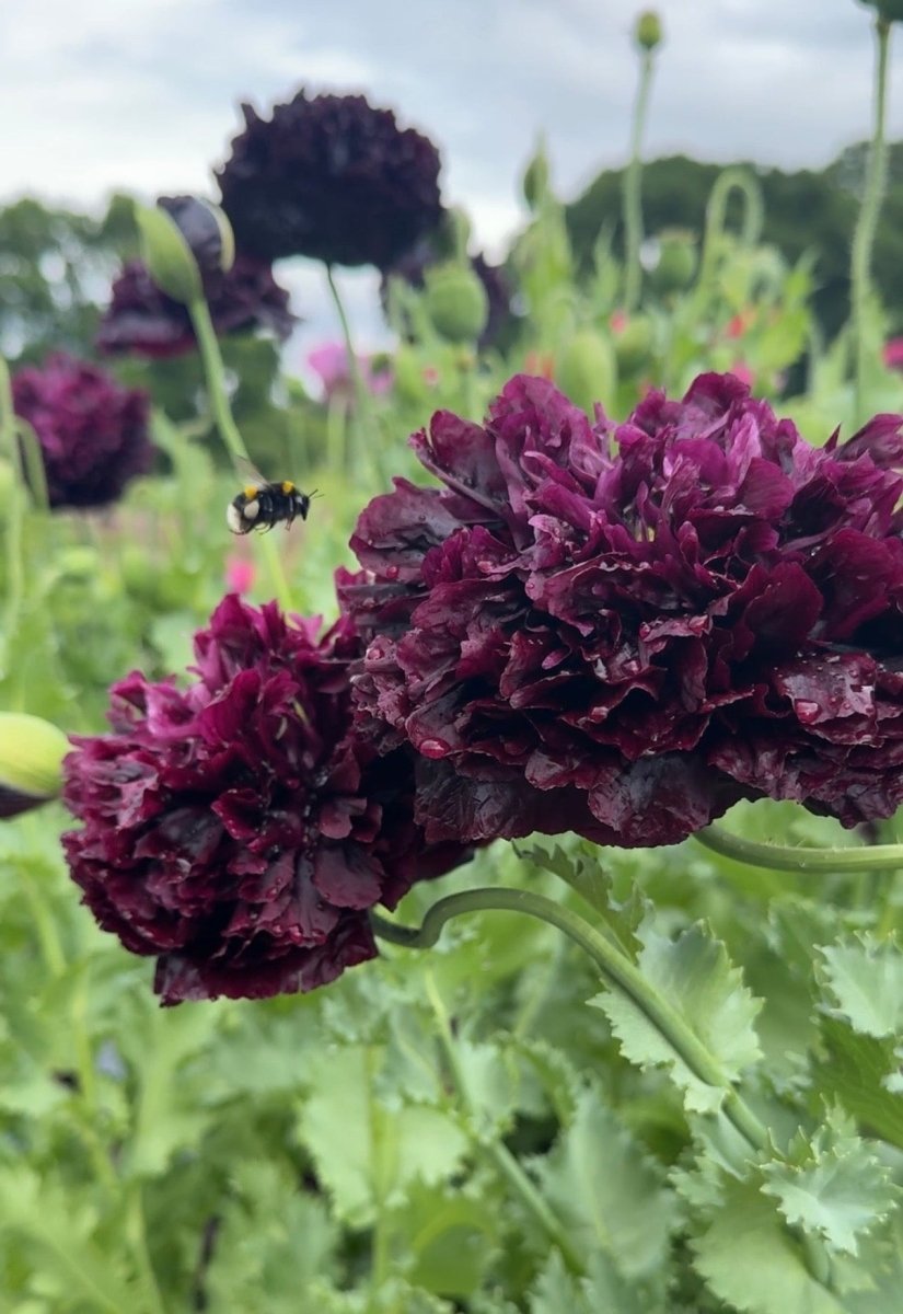 Poppy Black Peony - Dandys Landscape Supplies