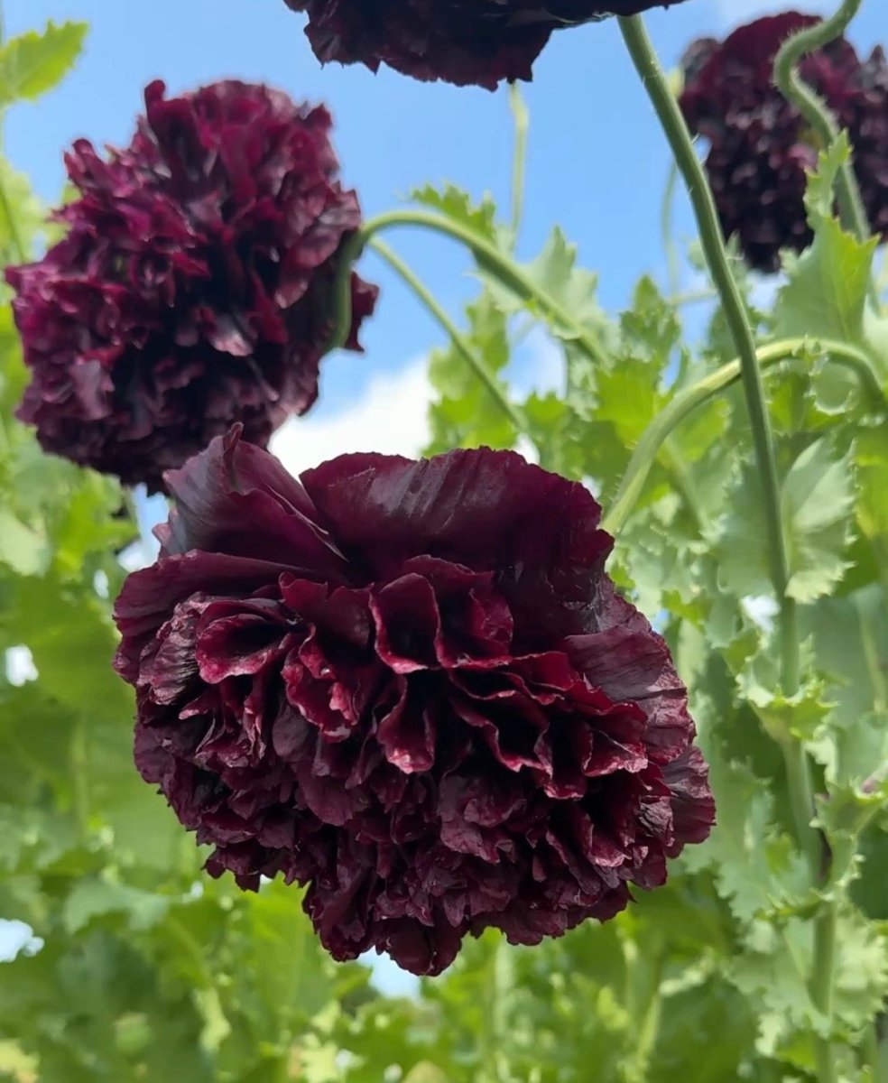Poppy Black Peony - Dandys Landscape Supplies