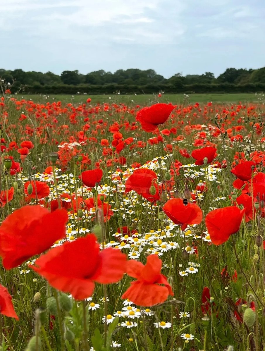 Poppy Flanders Red - Dandys Landscape Supplies